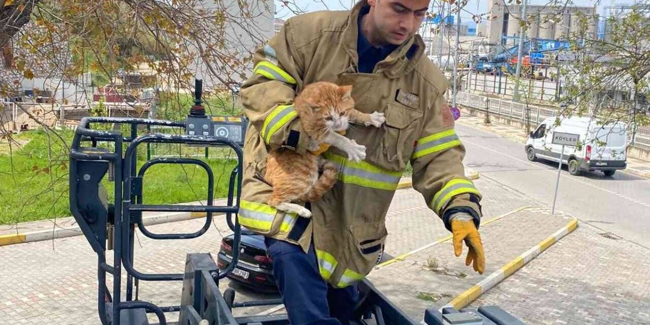 Ağaçta mahsur kalan kediyi itfaiye kurtardı