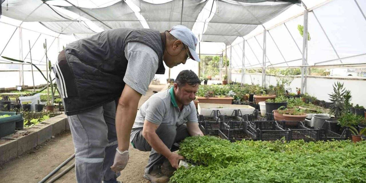 Kemer Belediyesi’nin yetiştirdiği sebze fidanları halkla buluşmaya hazırlanıyor