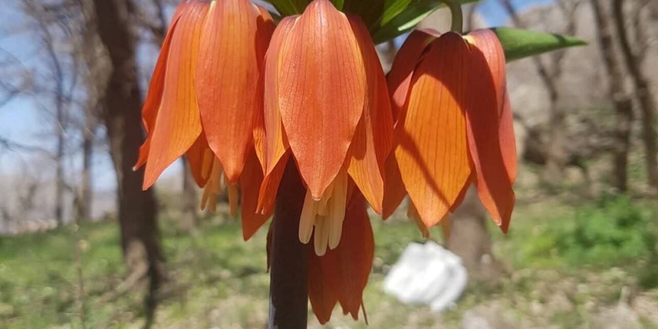 Siirt’te ‘Ağlayan gelin’ koparana 109 bin lira ceza