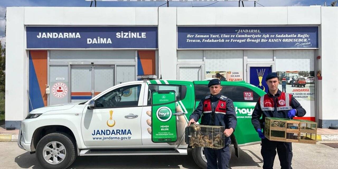 Yolcu otobüsünden 63 sincap yavrusu çıktı