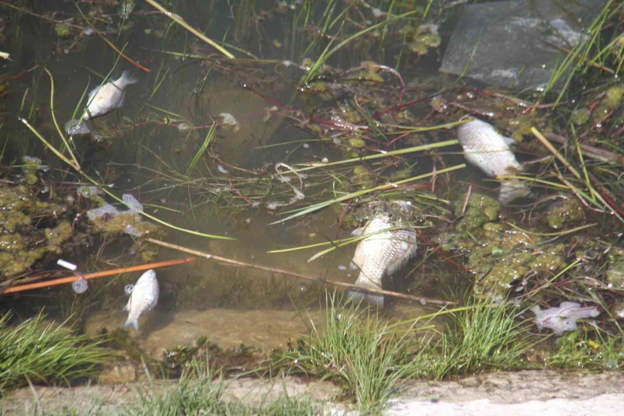 Beyşehir Gölü’nde ölen balıklar kıyıya vurdu