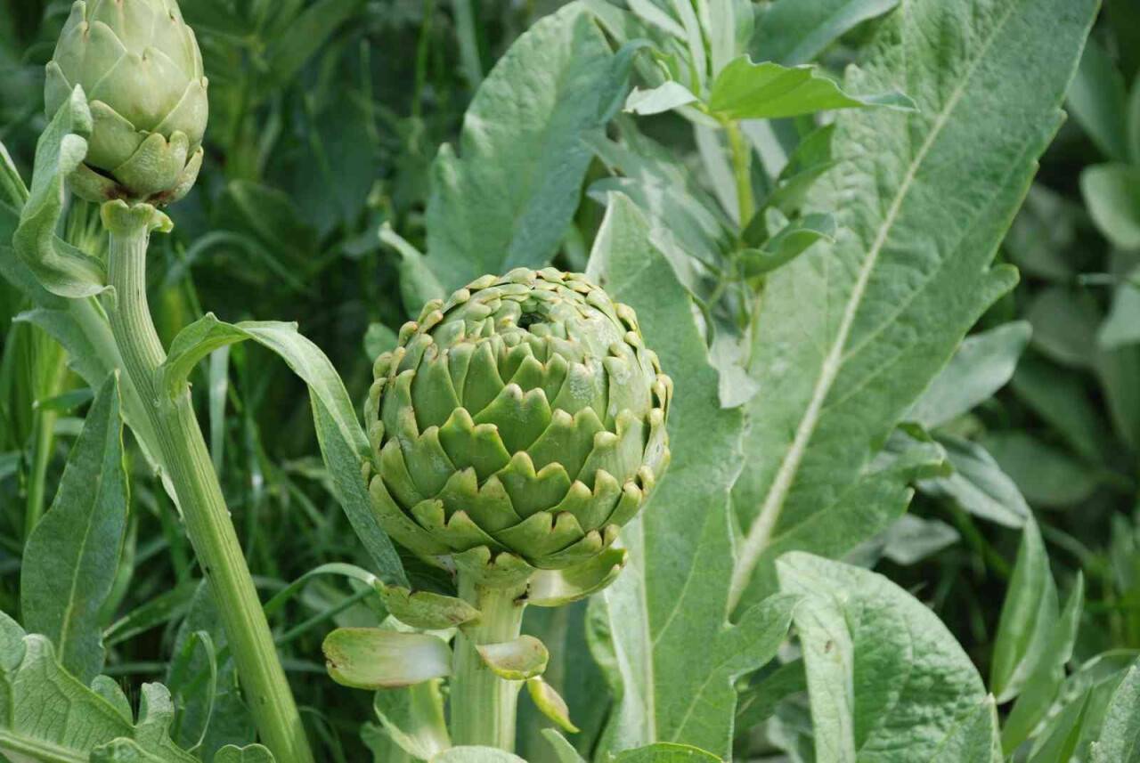 Urla enginarında yüzde 50 verim düşüklüğü