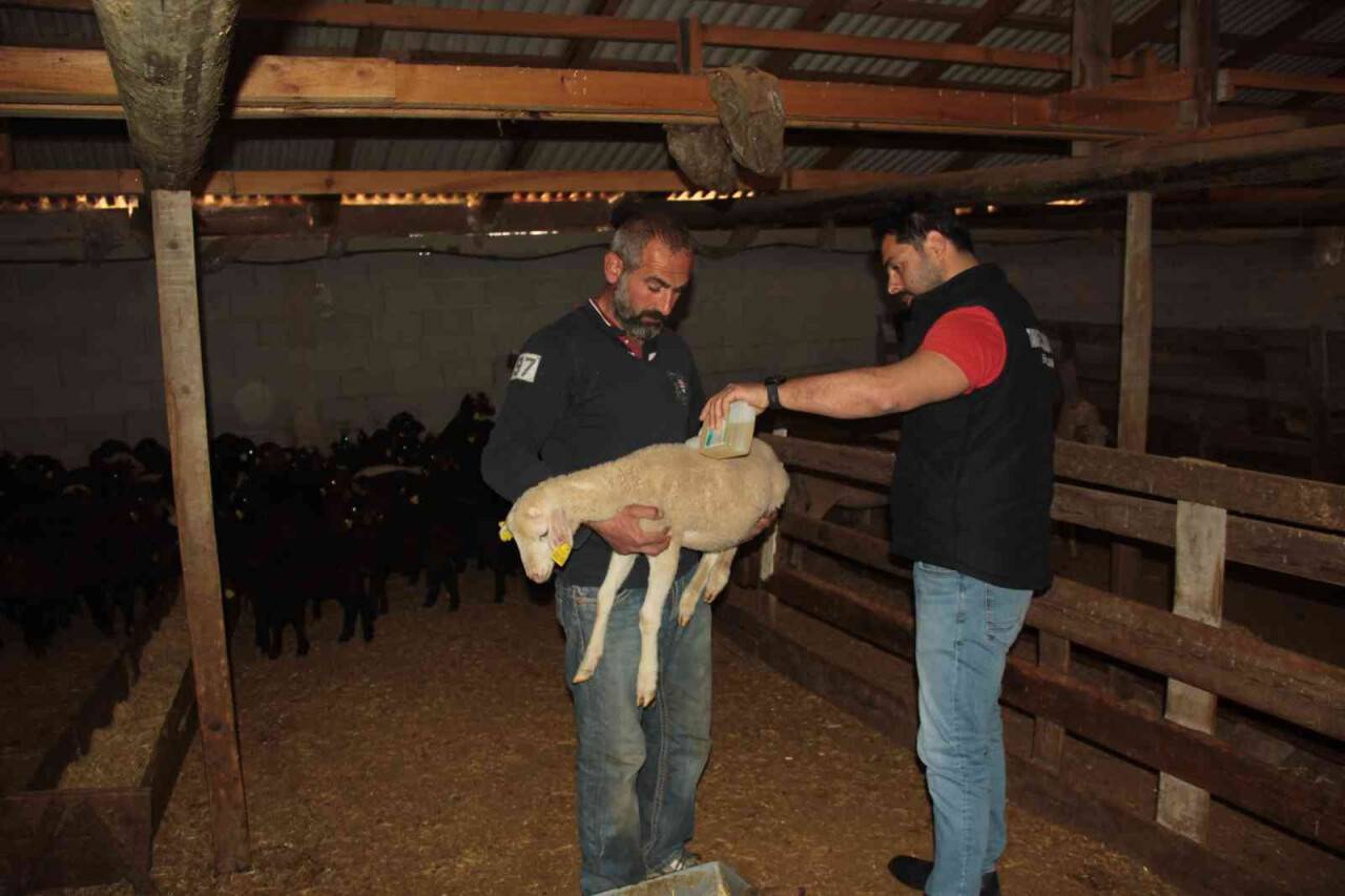 Küçükbaş hayvanlar kenelere karşı ilaçlanıyor