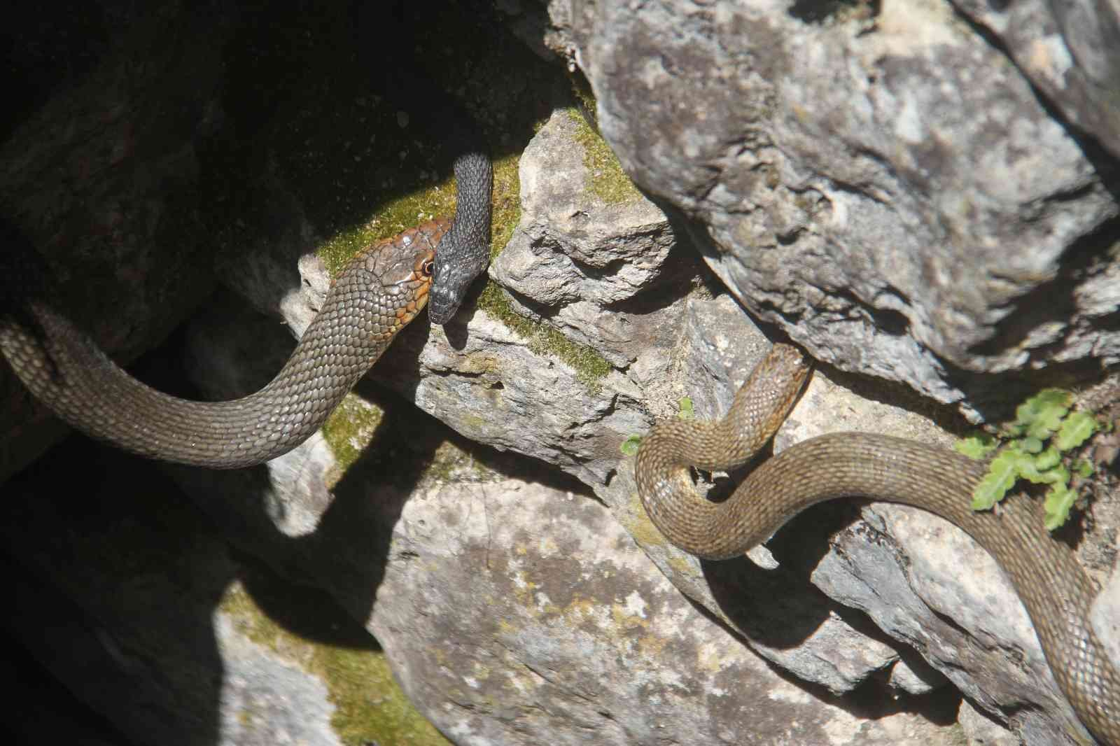 Havaların ısınmasıyla su kuyularında yılanlar ortaya çıkmaya başladı