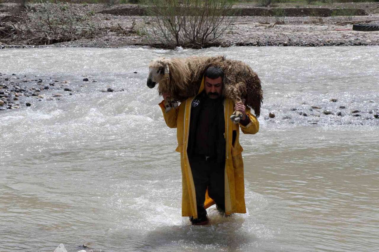 Sesini duyurabilmek için koyunu sırtında akarsudan geçirdi