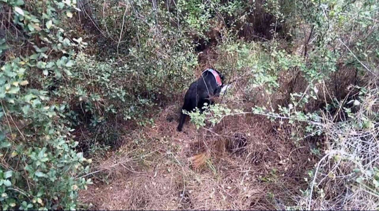 Cinayet zanlısı ormanlık alanda ölmek üzereyken yakalandı