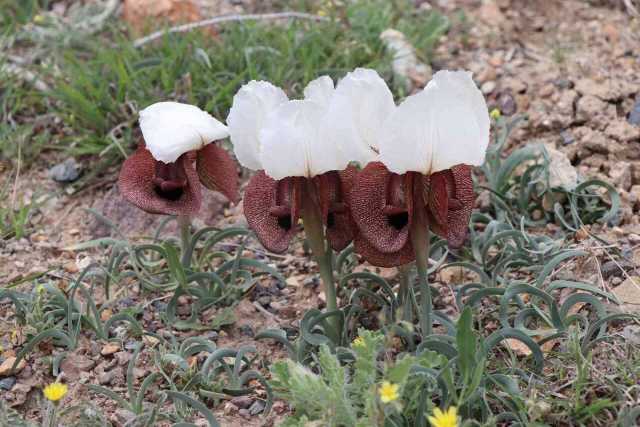 Iris Iberica çiçekleri göz kamaştırıyor