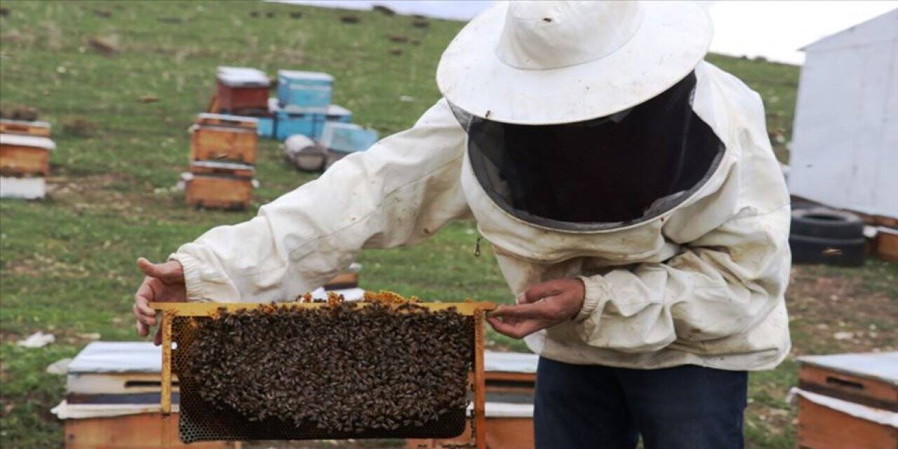 Balın ekonomiye katkısı yıllık 3,5 milyar lira