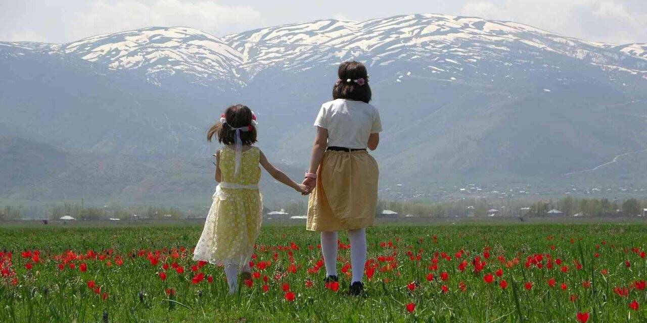 Muş Ovası lalelerle kırmızıya boyandı