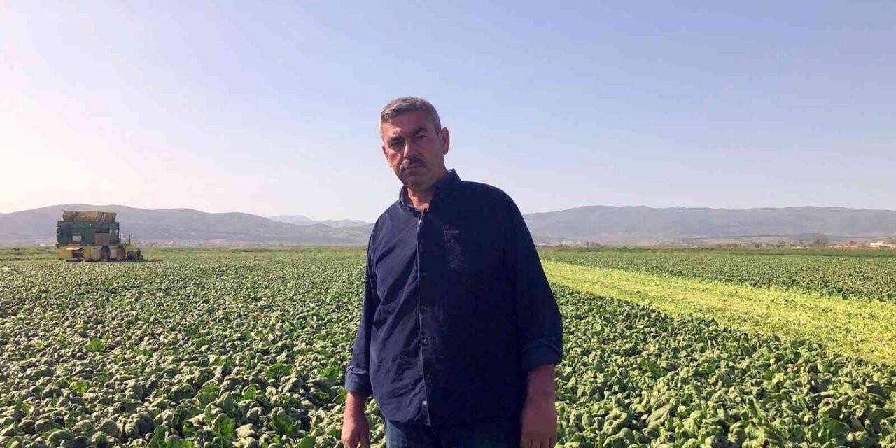 Avrupa’nın ıspanağı Bursa’dan gidiyor