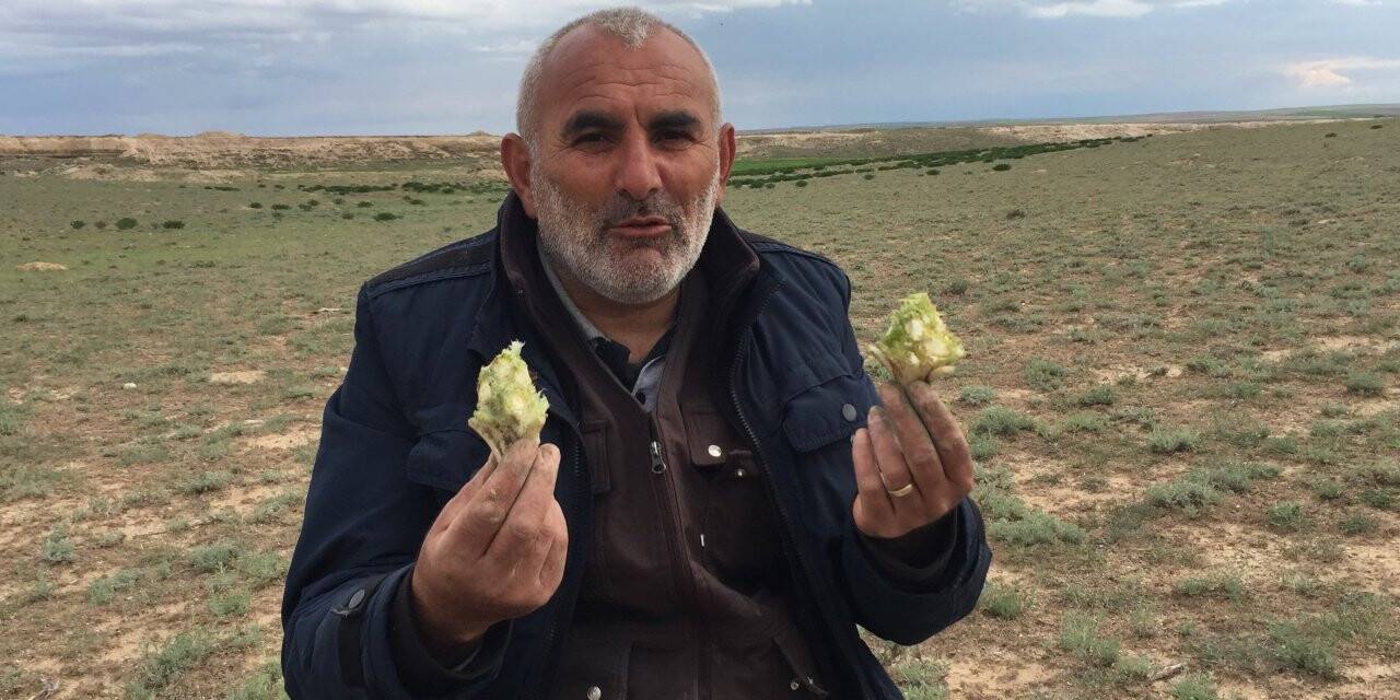 Kulu'da kenger toplama zamanı başladı