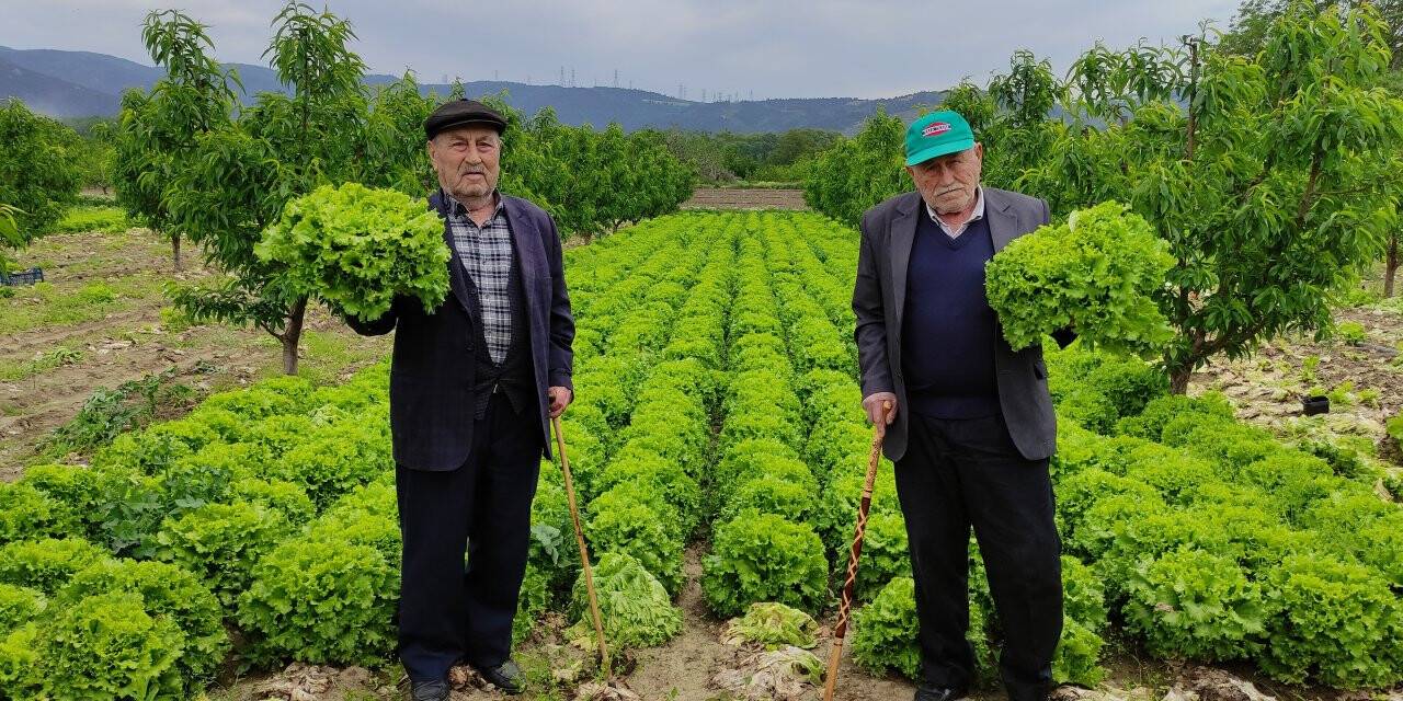 Marul tarlada 2 lira tezgahta 10 lira
