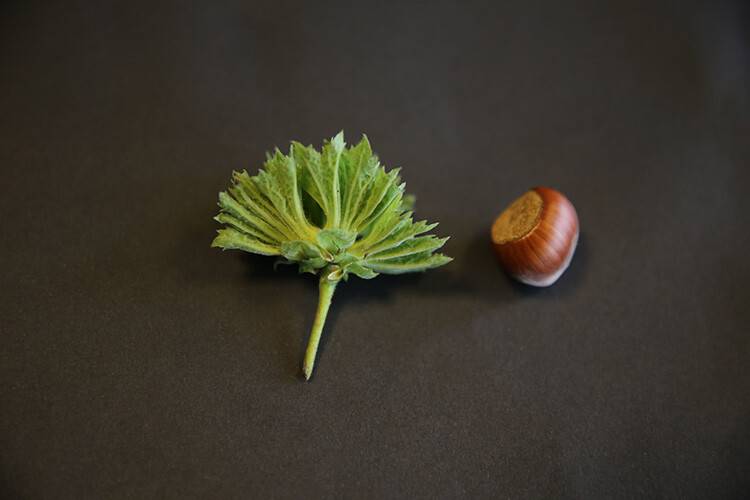 Yeni fındık çeşidi  'Çetiner' tescillendi