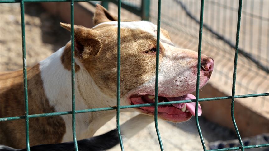 Savcılık dört kişiyi yaralayan pitbull cinsi köpeği silah saydı