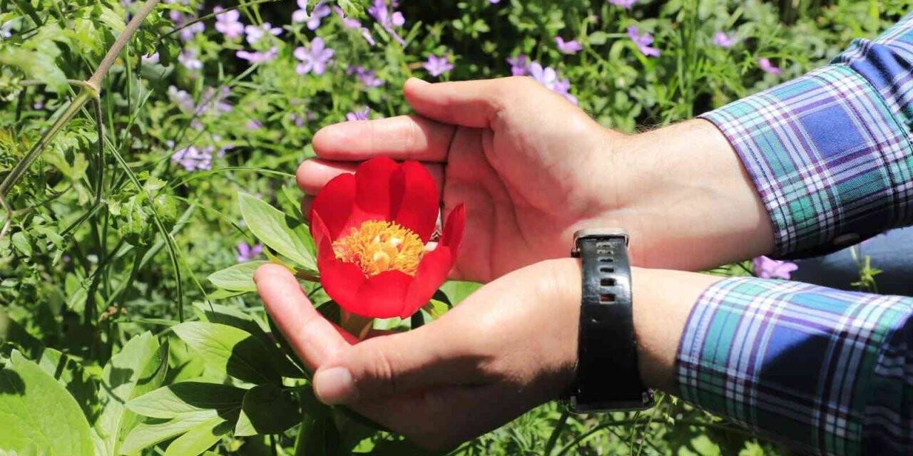 Şakayık çiçeğini koparmanın cezası 110 bin TL