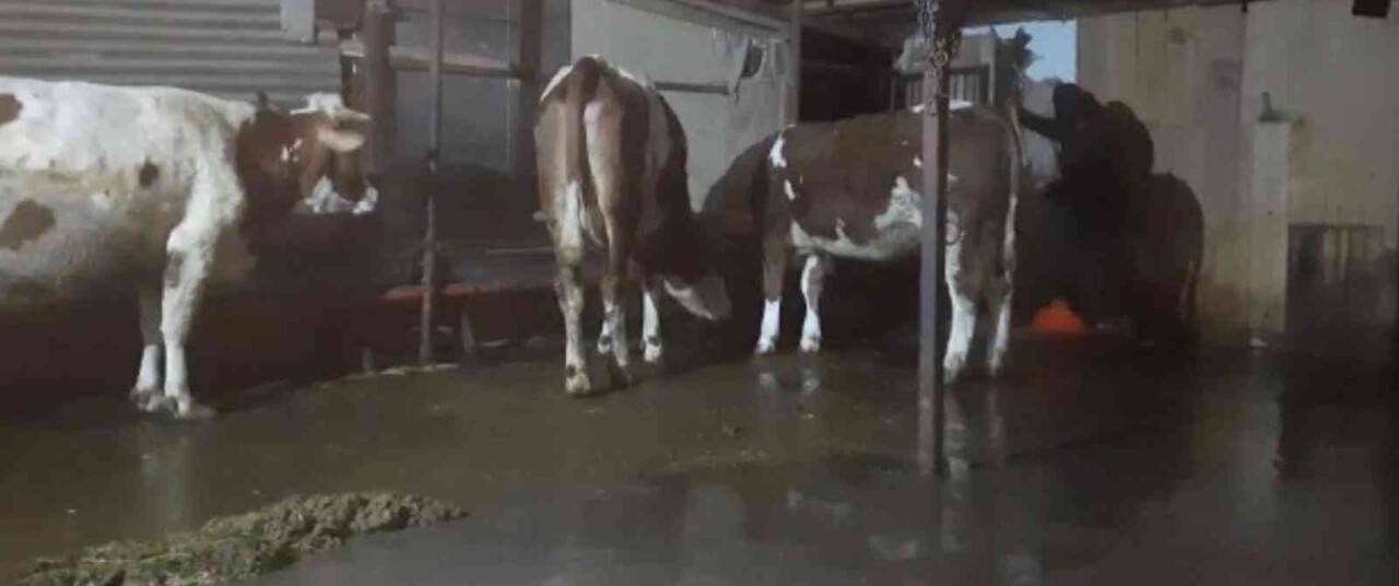 Elazığ’da sağanak yağış sonrası ahırları su bastı