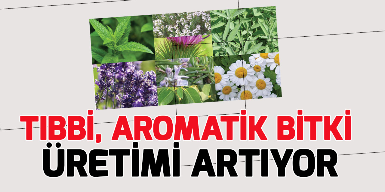 Türkiye'de tıbbi, aromatik bitki üretimi ve ihracatı artıyor
