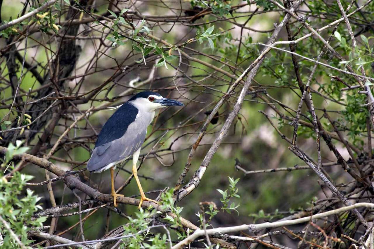 Sultan Sazlığı ve Aladağlarda 139 kuş türü tespit edildi