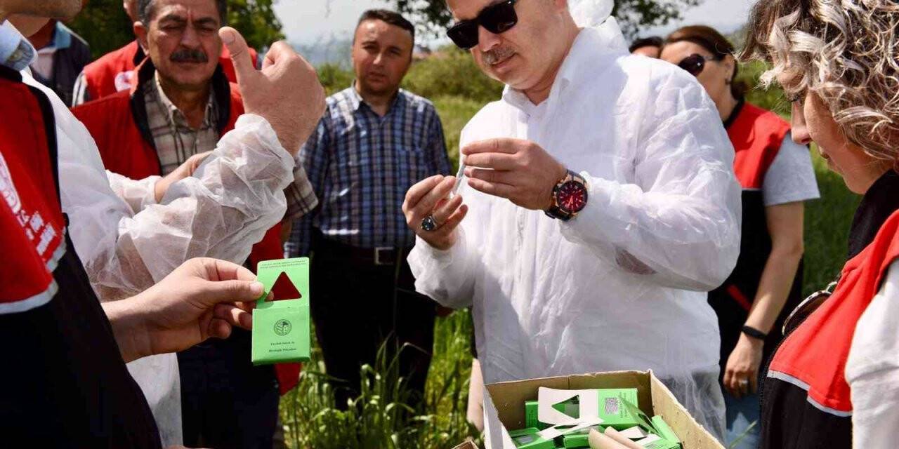 Balıkesir’de hububatta biyolojik süne mücadelesi başladı