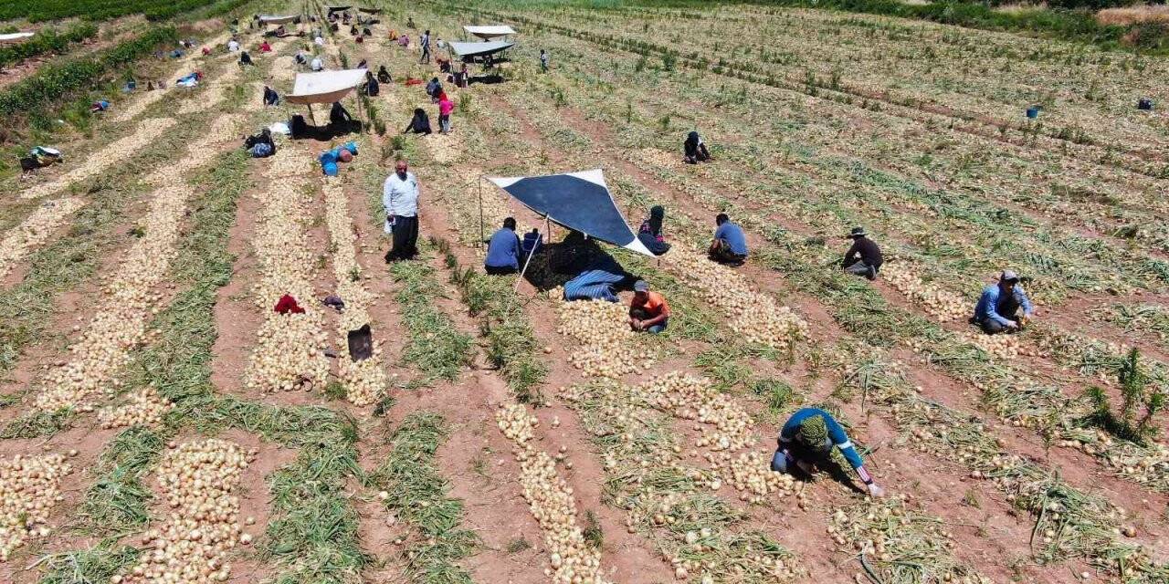 Soğan çiftçinin yüzünü güldürüyor