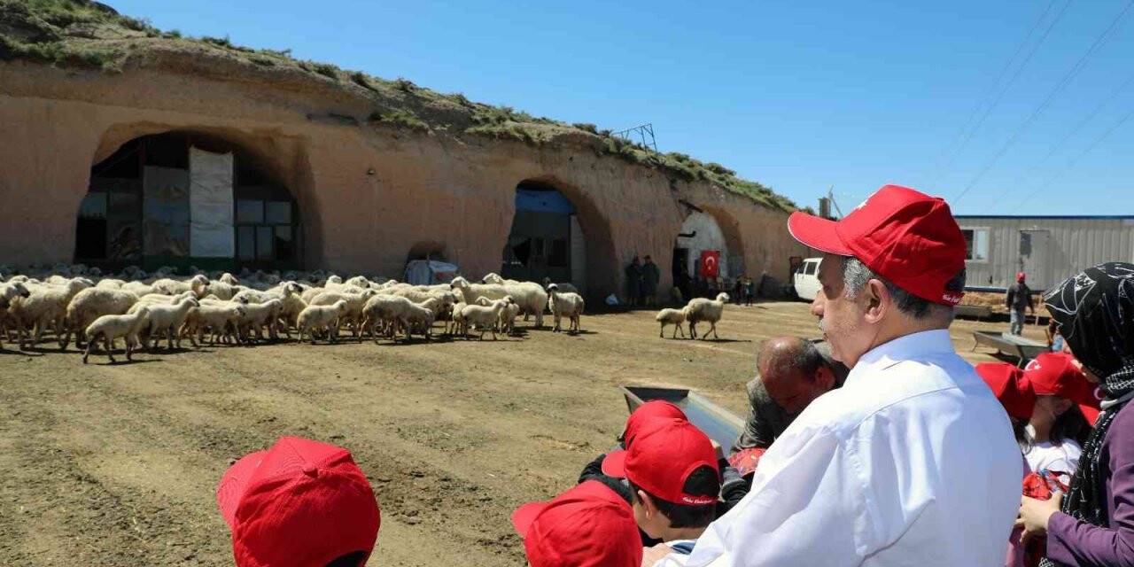 Talas’ta minikleri heyecanlandıran kuzu katımı