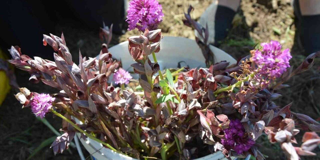 Bozyazı’da ilk kez salep hasadı yapıldı