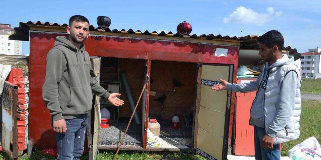 Güvercin sahibinden hırsızlara tepki: “Azıcık vicdanın varsa o güvercinleri getirip bırak”