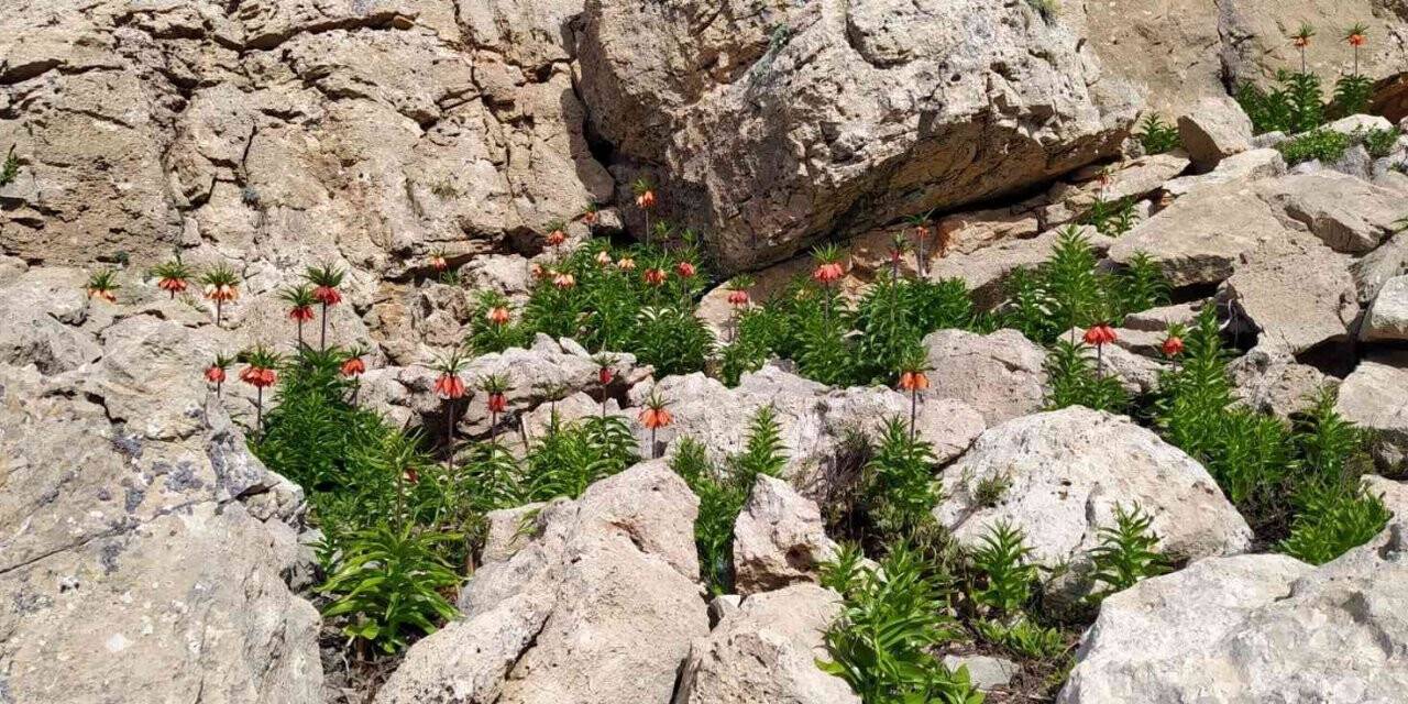 Çemişgezek dağlarındaki  ters laleler görsel şölen sunuyor