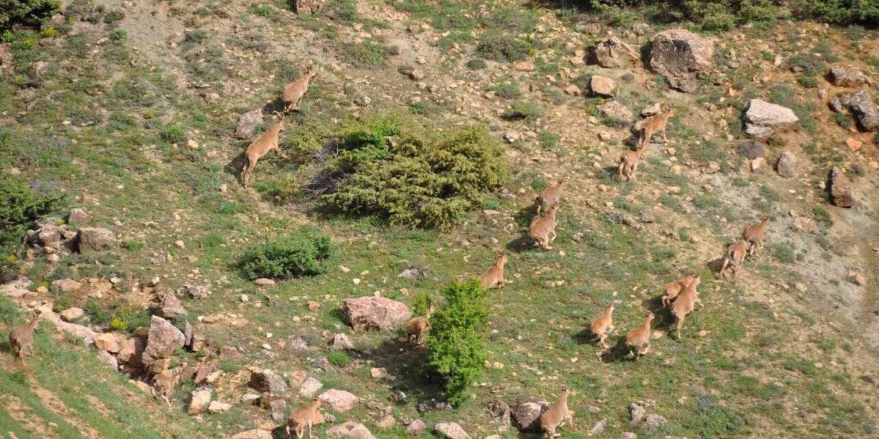 Tunceli’de yaban keçileri dron ile görüntülendi