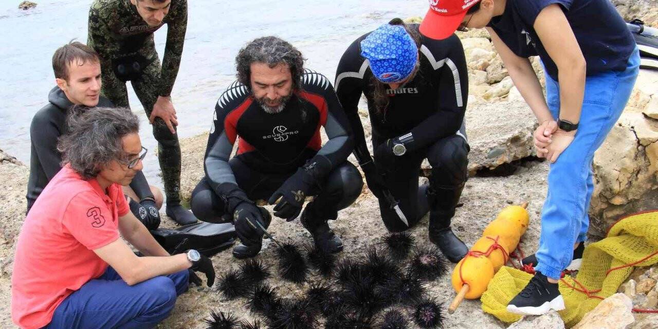 Akdeniz’de dikenli zehirli istilacı deniz kestanesi tehlikesi