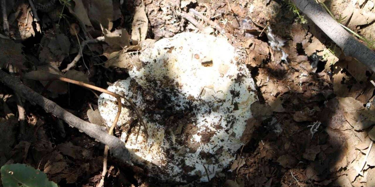 Yağışlarla birlikte mantar zehirlenmelerinde artış