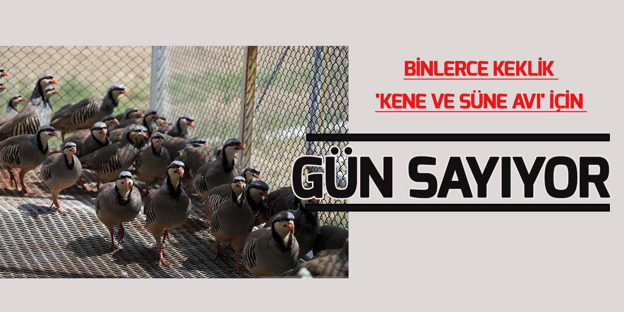 Keklikler Türkiye'nin dört bir yanında süne ve keneyle mücadele ediyor