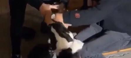 Caniler bunu da yaptılar!