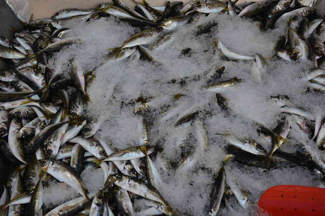 Karadeniz’de az miktarda avlanan istavrit 40 TL’den satışta