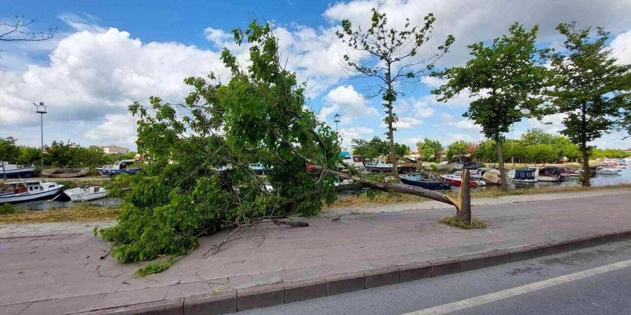 Küçükçekmece’de fırtına ağacı devirdi