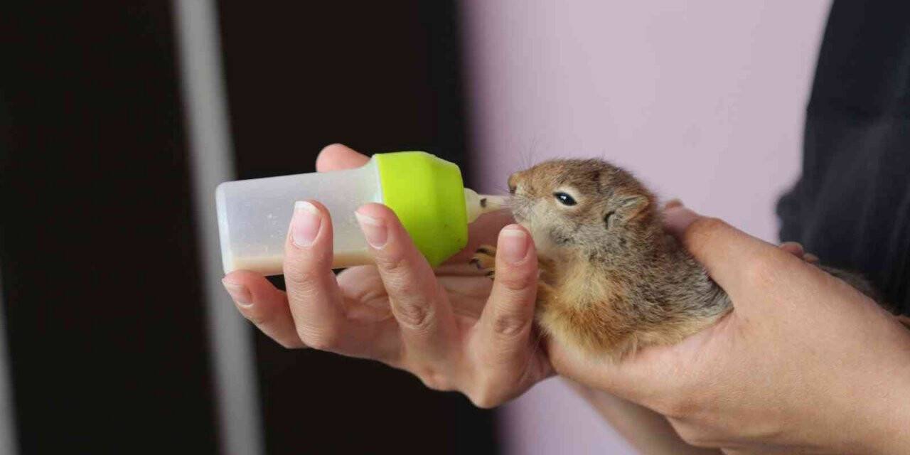 Tunceli’de anneleri ölen yavru sincaplar biberonla besleniyor