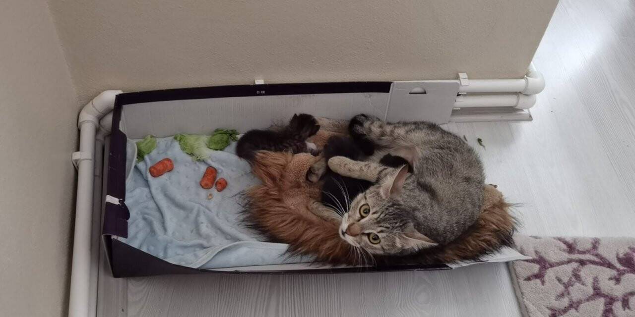 Köpeklerin saldırısından kurtarılan yabani yavru tavşana kedi annelik yapıyor