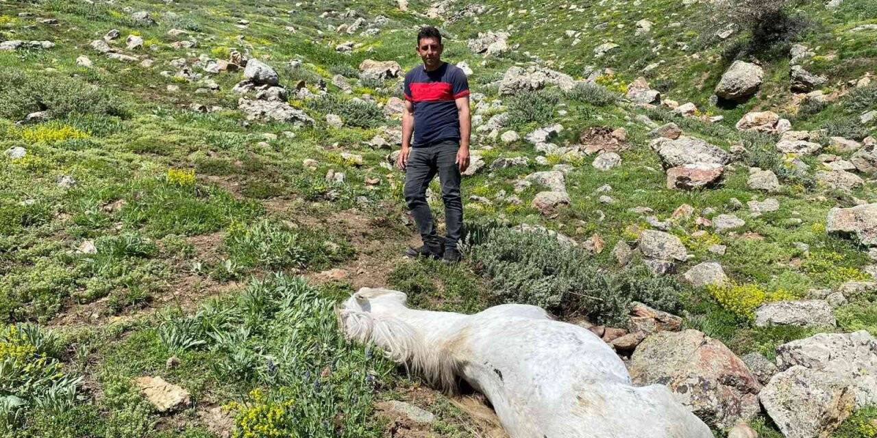 Bacağı kopan yılkı atı feci şekilde can verdi