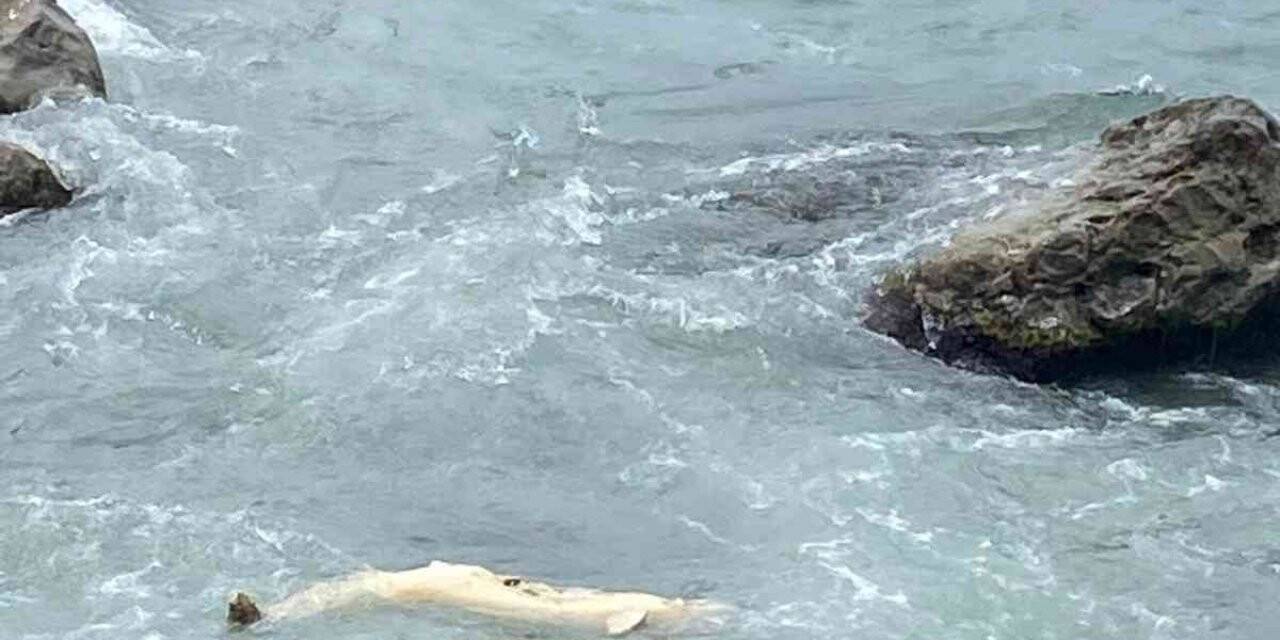 Zonguldak’ta yunus ölüsü kıyıya vurdu