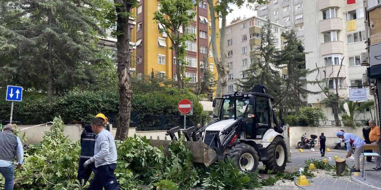 Kadıköy’de şiddetli rüzgara dayanamayan ağaç binanın üstüne devrildi