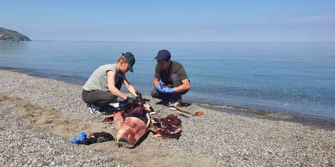 Karadeniz’de çok konuşulan yunus ölümleri araştırılıyor