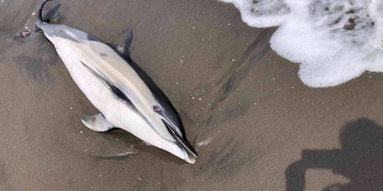 Alaplı-Akçakoca sahiline 4 ölü yunus vurdu