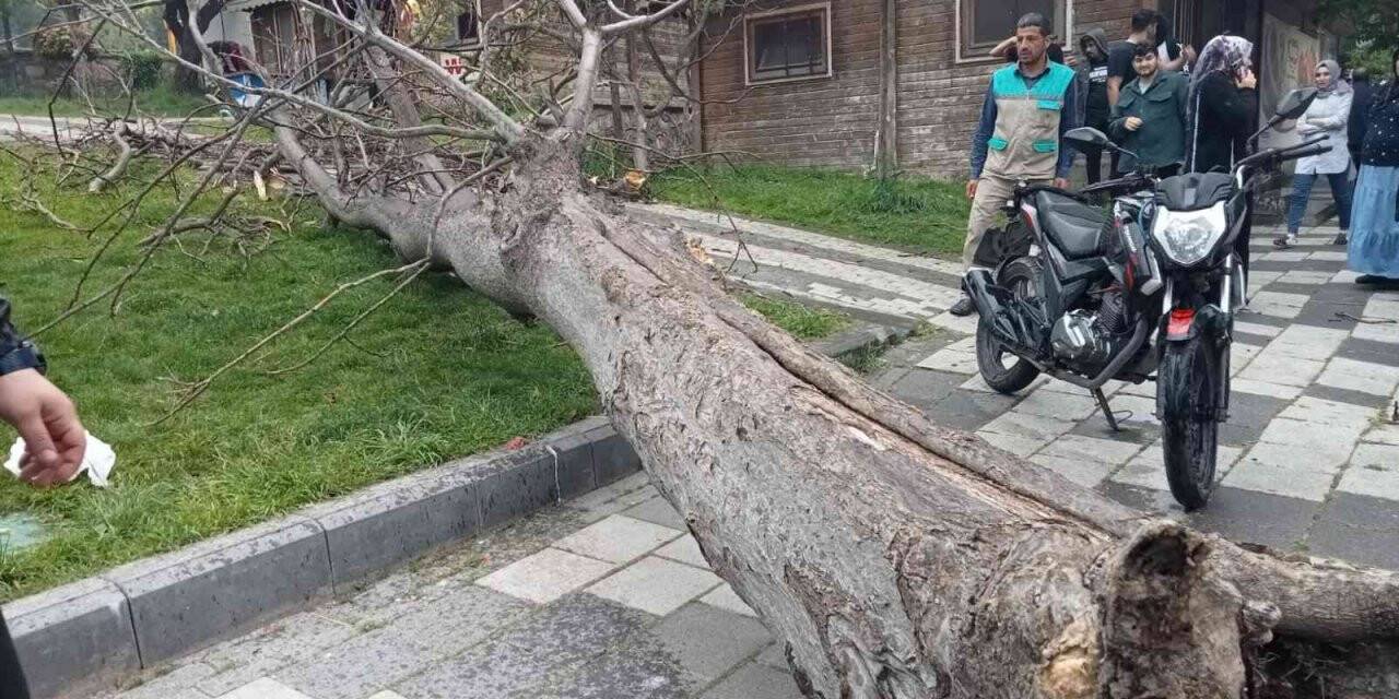 Devrilen ağacın altında kalan 2 genç yaralandı