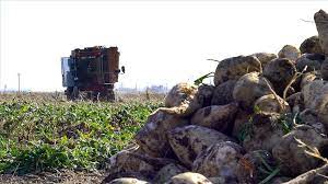 Bakan Kirişci'den pancar üreticisi çiftçiye nakdi avans müjdesi