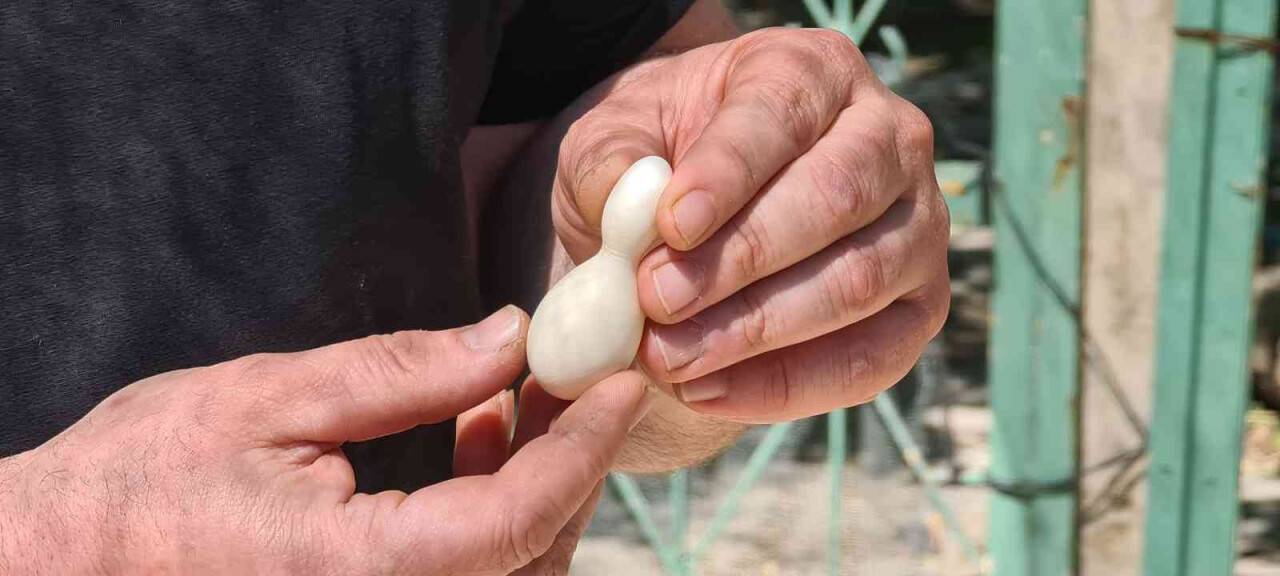 Kümesteki yumurtayı görünce neye uğradığını şaşırdı