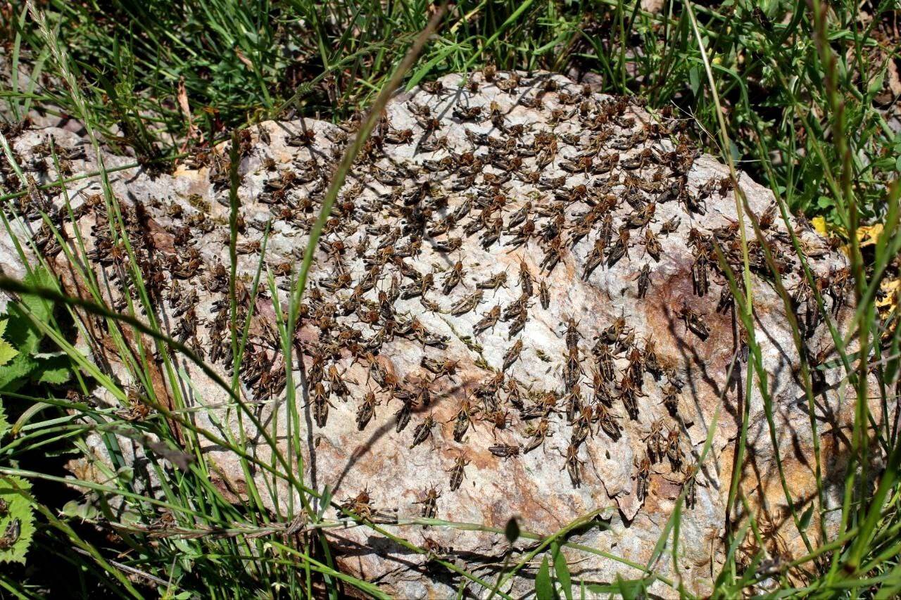 Çekirgeler tarım arazilerini istila etti