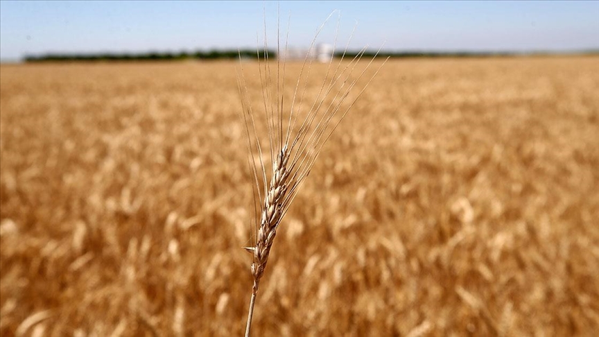 Rusya'dan tahıl krizinin çözümü için 'yaptırımları kaldırın' önerisi