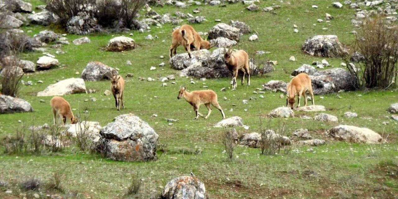 Munzur Dağlarına yaban keçileri güzellik katıyor