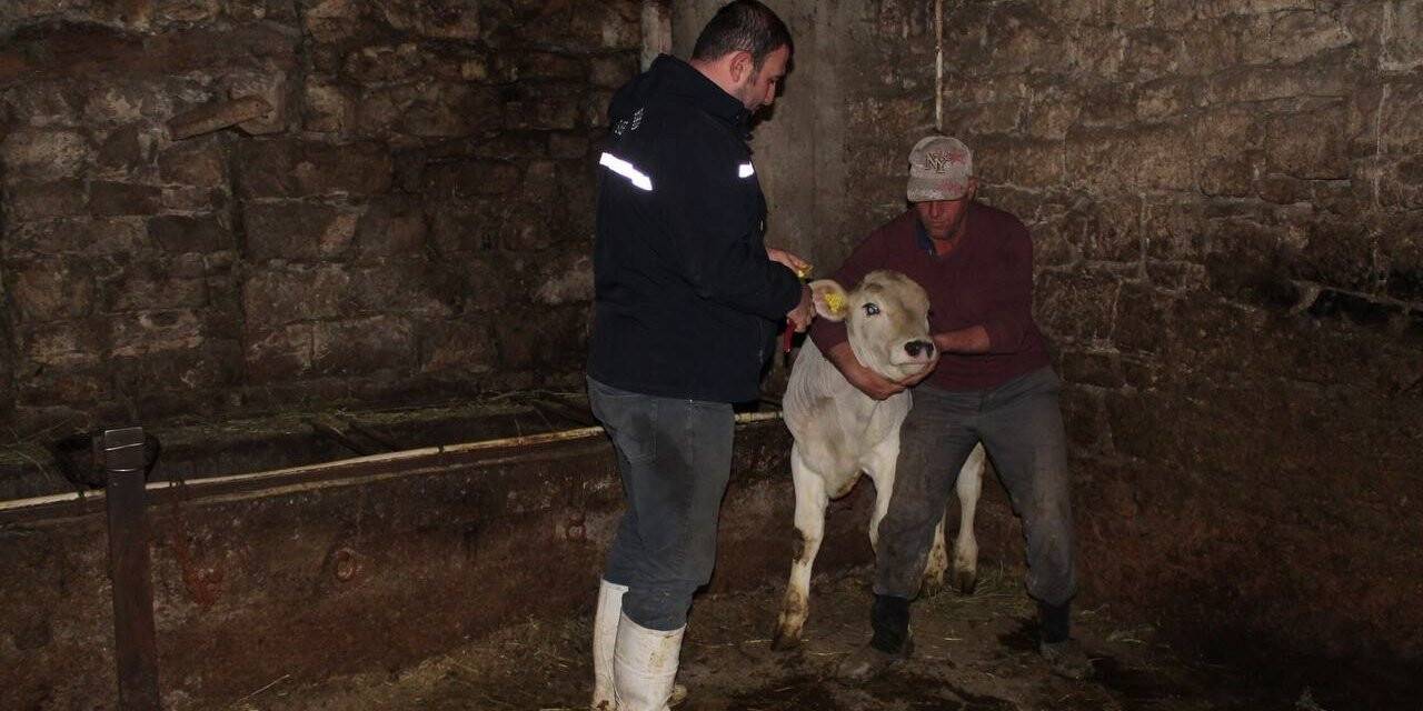 Bayburt’ta Kurban Bayramı öncesi büyükbaş hayvanlar aşılanıyor