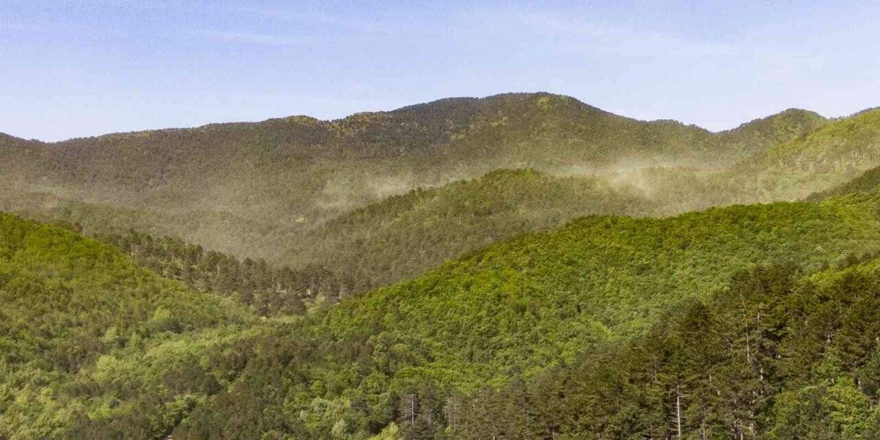 Kazdağları’nda adeta polen fırtınası yaşandı